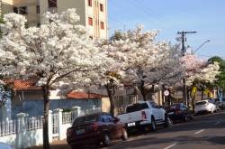 Ipês deixam a cidade mais bonita.