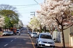 Ipês deixam a cidade mais bonita.