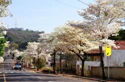 Ipês deixam a cidade mais bonita.