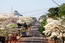 Ipês deixam a cidade mais bonita.