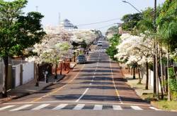 Ipês deixam a cidade mais bonita.