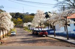 Ipês deixam a cidade mais bonita.