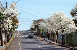 Ipês deixam a cidade mais bonita.